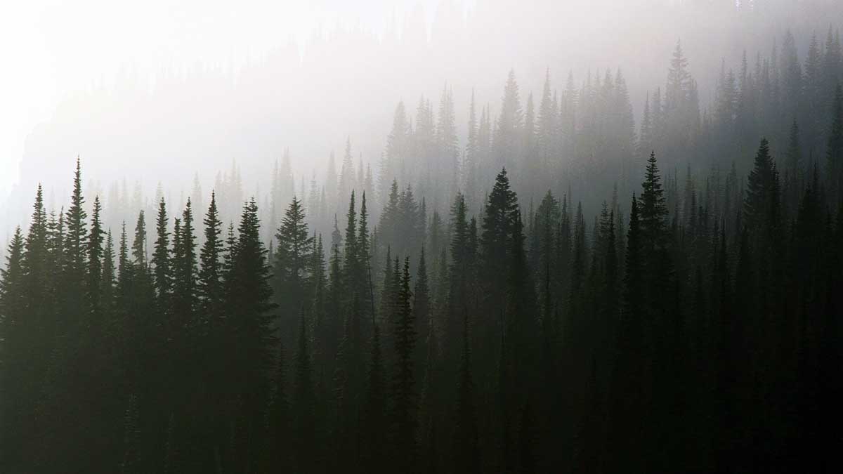 fog trees background