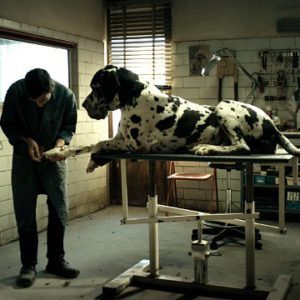 Dogman – Recensione dell’ultimo film di Matteo Garrone