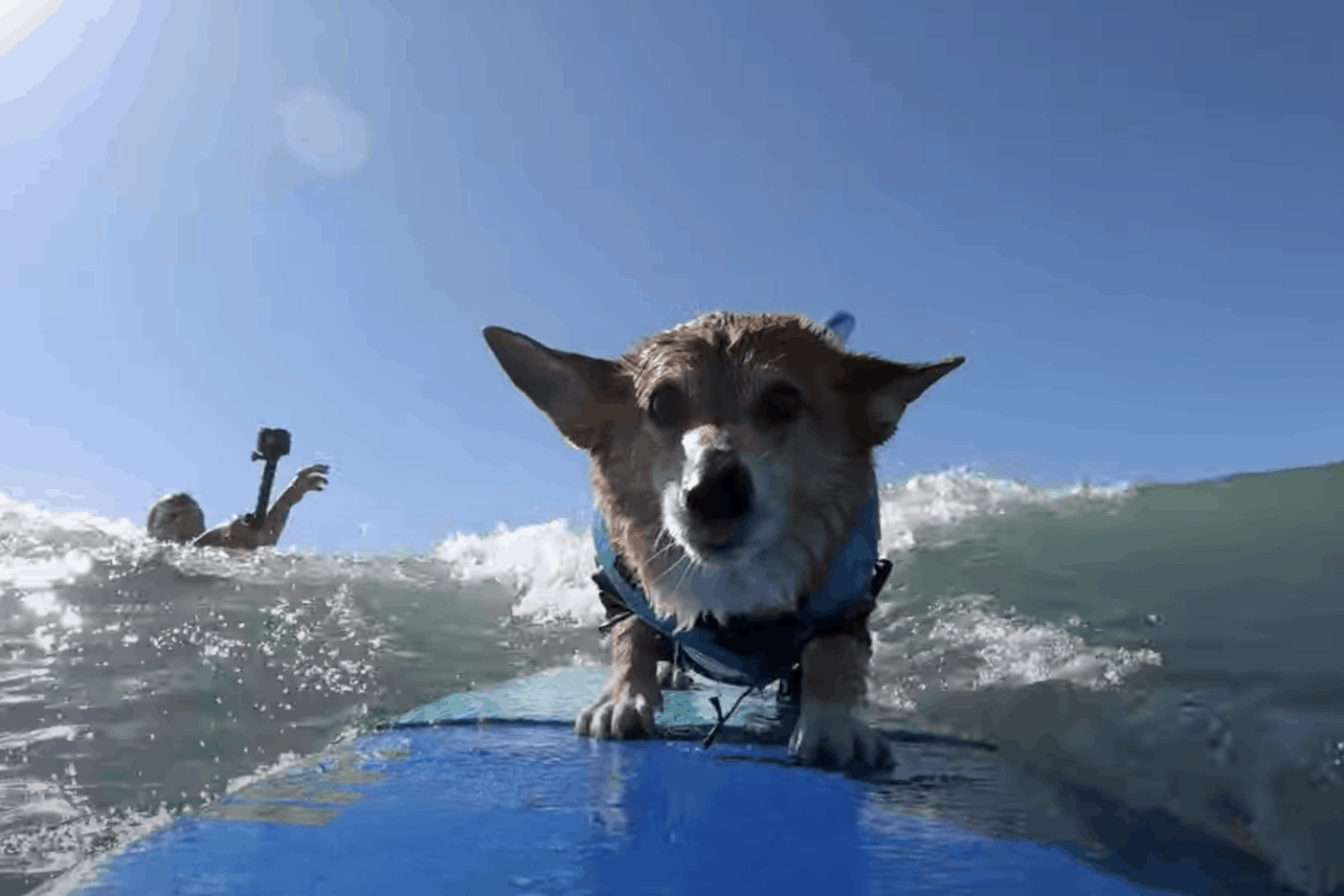 It’s a Dog Life: il trailer della nuova docu-serie originale Disney+