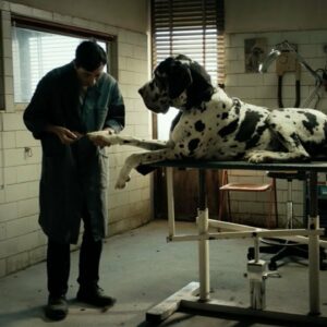Dogman: la storia vera che ha ispirato il film di Matteo Garrone
