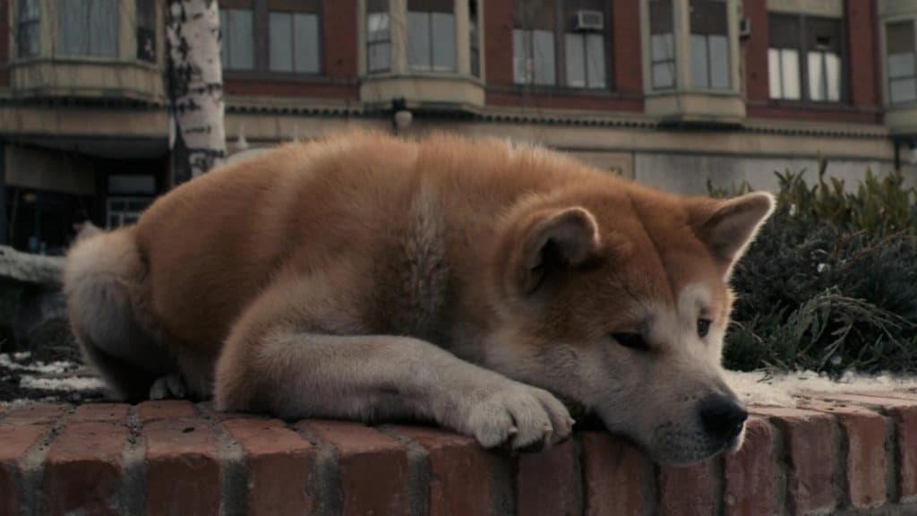 hachiko storia vera