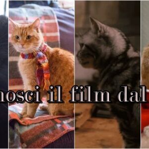 Quiz: sai riconoscere il film famoso dal gatto?