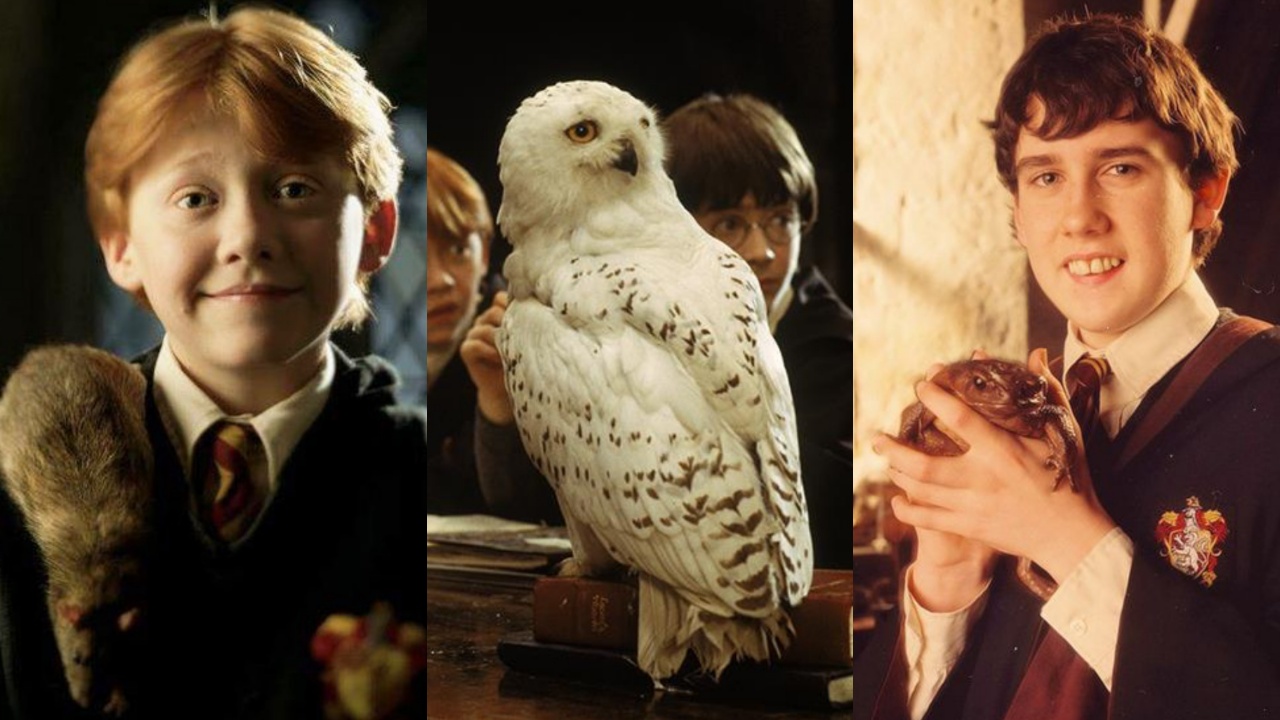 Quiz Harry Potter: quale studente di Tassorosso sei? 4 harry potter