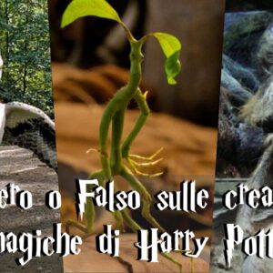 Harry Potter Quiz Vero o Falso: conosci davvero le creature magiche?