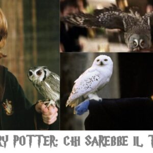 Quiz Harry Potter: chi sarebbe il tuo gufo?