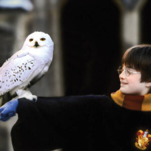 Harry Potter: in arrivo la serie TV? Cosa sappiamo ad oggi!