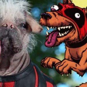 Deadpool 3: la nuova foto di Dogpool, il cagnolino che sarà presente nel film