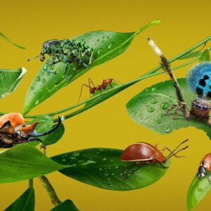 A Real Bug’s Life: la recensione della miniserie National Geographic