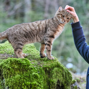 Vita da gatto: due nuove clip del film per tutta la famiglia al cinema dal 18 aprile