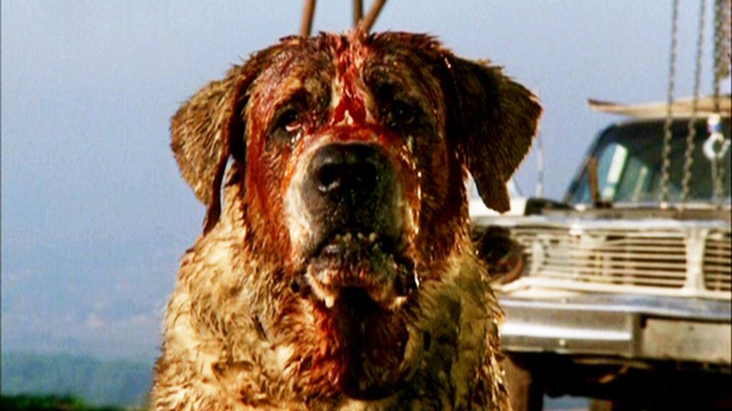 Cujo, un nuovo adattamento del romanzo di Stephen King in fase di sviluppo per Netflix